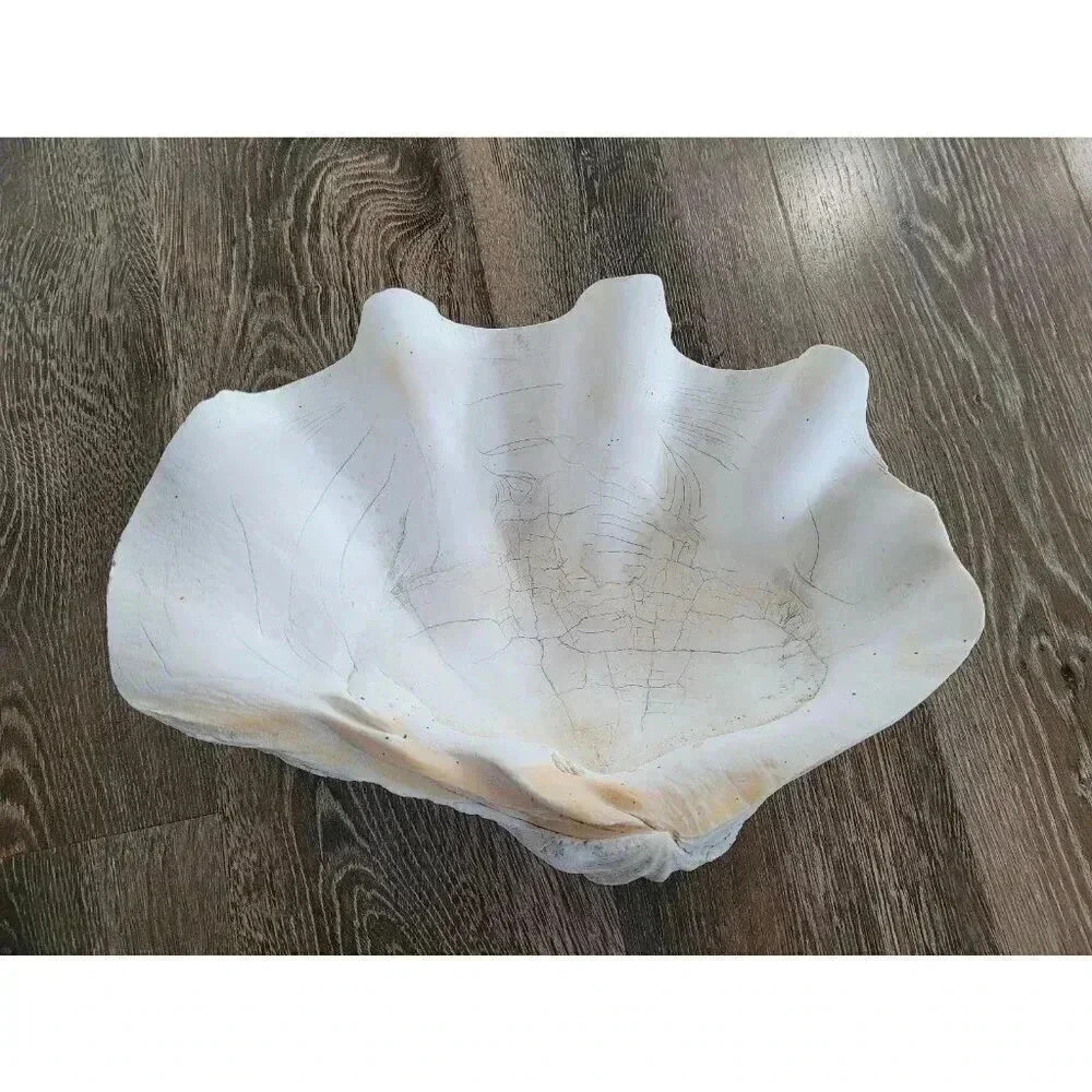 Vintage Coastal giant clam shell‎